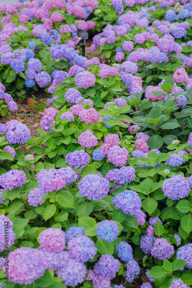 Hydrangeas of different colors bloom in June