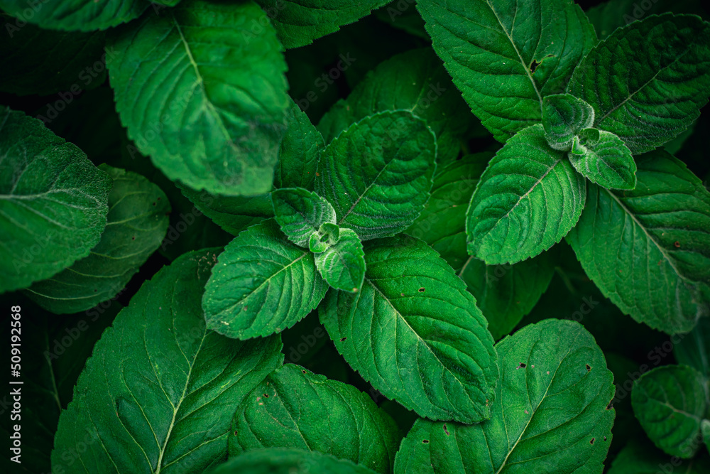 Natural background, green mint leaves top view. Natural background, green mint leaves top view.