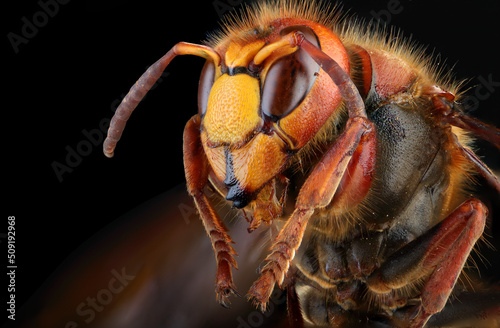 hornet head in high magnification