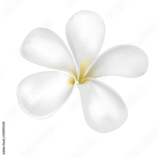 Plumeria or frangipani flower vector on white background. White flower.