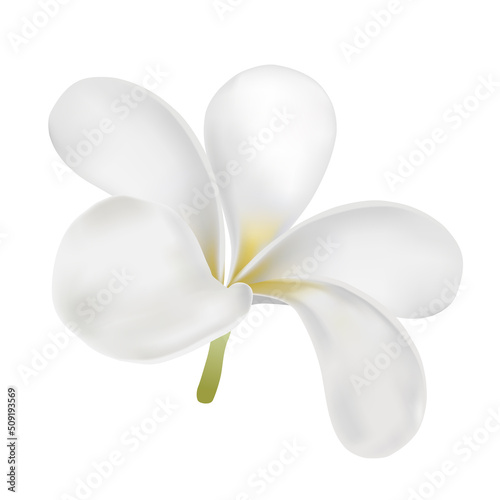 Plumeria or frangipani flower vector on white background. White flower.