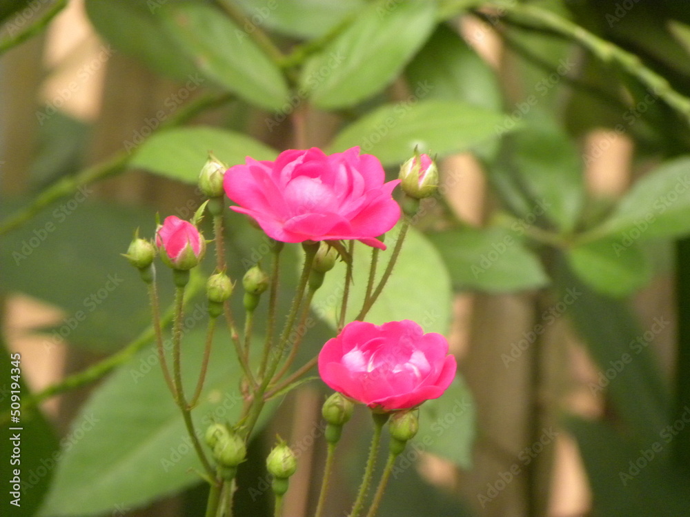 Mini rosas Mini rosas