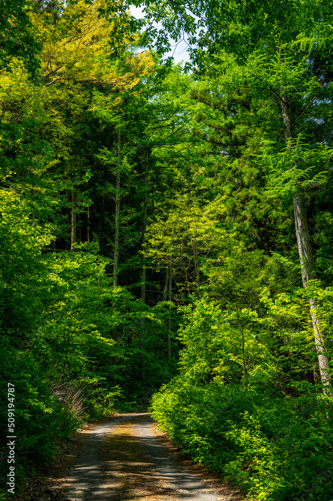 Obraz premium 徳本峠登山口 登山道