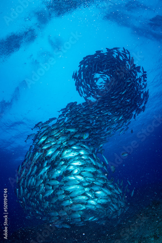 ギンガメアジ "Bigeye trevally" tornado [AGUNI island]