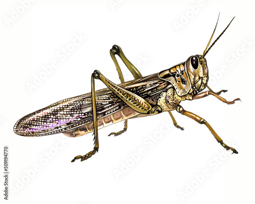 Locust (Acrididae)
