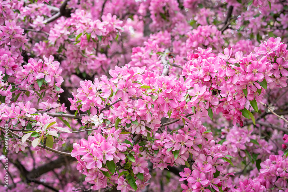 Spring blossom, apple bloom, sakura flowers close-up, natural background Spring blossom, apple bloom, sakura flowers close-up, natural background