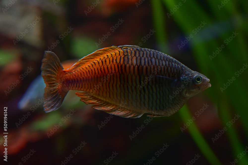 Fototapeta premium Fishes / Shedd Aquarium - Chicago