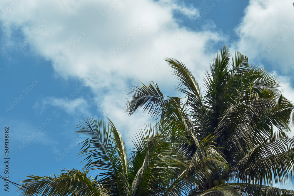 mature coconut tree leaves against the background of a clear white cloudy sky during the day