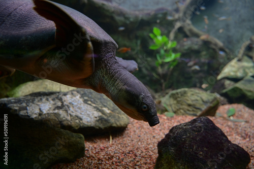 Turtles / Shedd Aquarium - Chicago