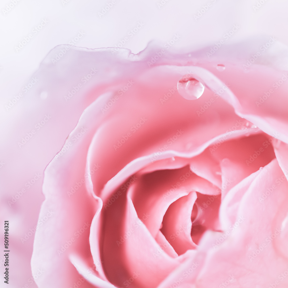Soft focus, abstract floral background, pink rose flower. Macro flowers backdrop for holiday design Soft focus, abstract floral background, pink rose flower. Macro flowers backdrop for holiday design