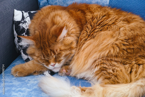 A ginger maine coon cat sleeping on a couch