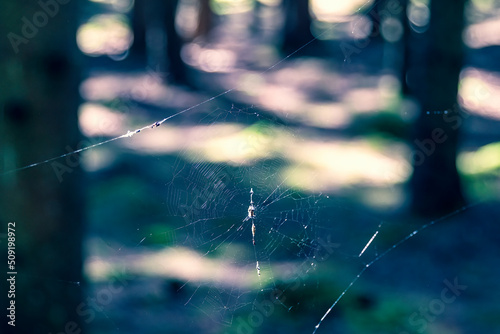 spider web i dark forest