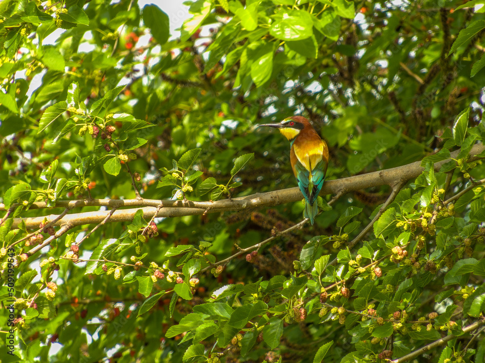 a bright golden bee-eater bird sits on a branch in the crown of a mulberry tree on a sunny summer day a bright golden bee-eater bird sits on a branch in the crown of a mulberry tree on a sunny summer day