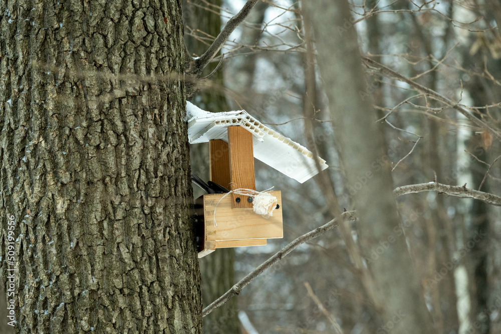 Bird feeder on the trunk of an old tree in the winter forest Bird feeder on the trunk of an old tree in the winter forest