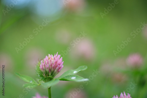 Close up wild red clover. Background of fresh pink flowers and green leaves of clover or trefoil in a summer garden. Trifolium pratense, a perennial and common in Europe especially in natural meadows