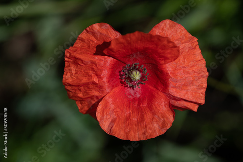 Close-up of a red poppy flower against a green background.