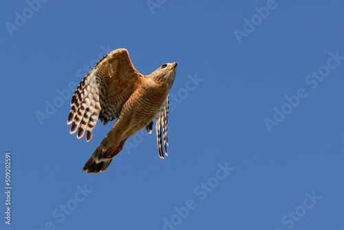 A red shouldered hawk (Buteo lineatus) in flight against a blue sky in Sarasota, Florida photo
