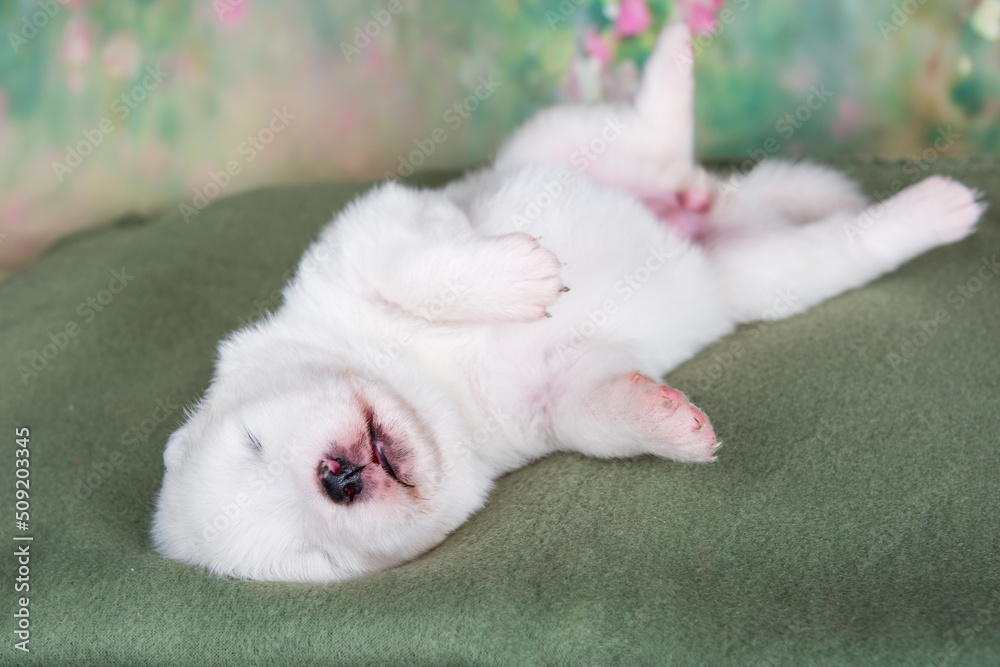White fluffy small Samoyed puppy dog on green blanket