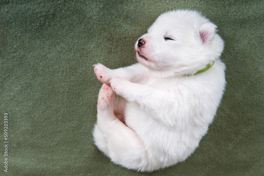 White fluffy small Samoyed puppy dog on green blanket