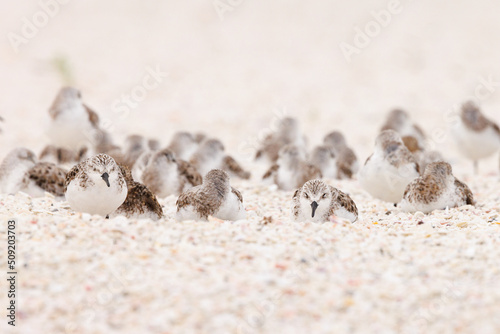Sanderlings (Calidris alba) flocking together and lying down on the sand at Lido Beach in Sarasota, Florida. 
(Species ID is tentative.)