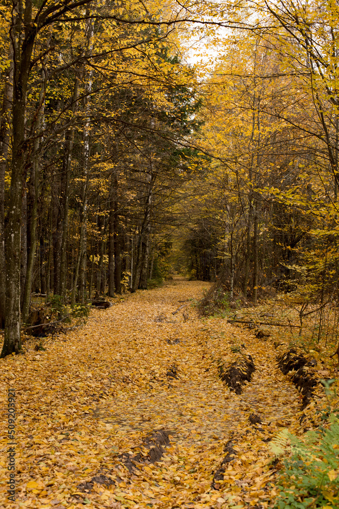 Obraz premium Autumn park and forest under clear clear sky