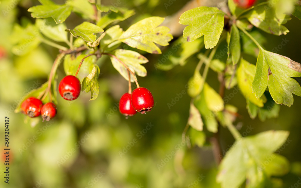 Wild hawthorn berries in the autumn forest