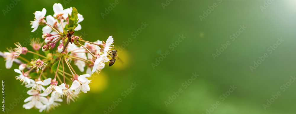 Bee and flower. Close-up of a striped bee collecting pollen on a cherry blossom on a green background ,copy space.  Summer and spring backgrounds. Banner