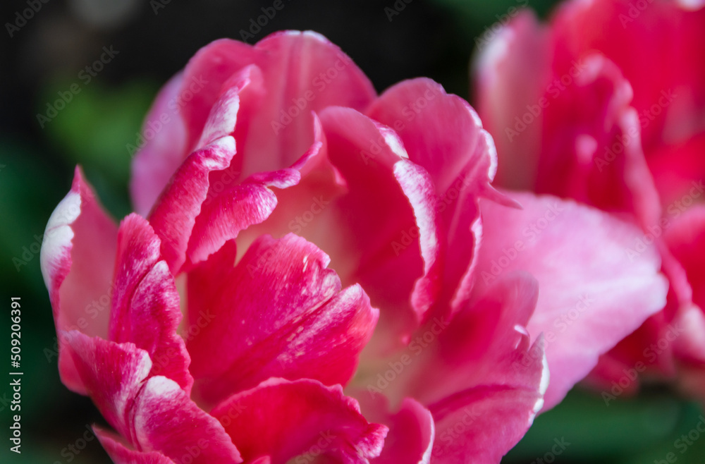 Close-up of blooming pink tulip. Tulip flowers with pink petals. Close-up of blooming pink tulip. Tulip flowers with pink petals.