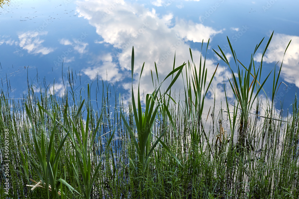 Beautiful green young reeds against the background of clouds reflected in the water