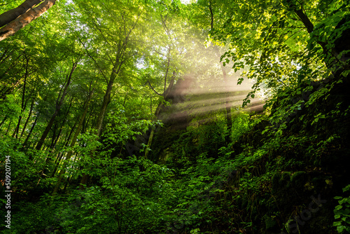 Fototapeta Naklejka Na Ścianę i Meble -  Sun Rays in Morning Fog in dense lush forest at summer