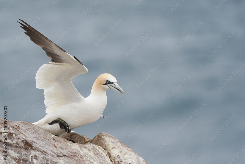 Gannet (Morus bassanus) on the cliffs of Great Saltee Island off the coast of Ireland. Gannet (Morus bassanus) on the cliffs of Great Saltee Island off the coast of Ireland.