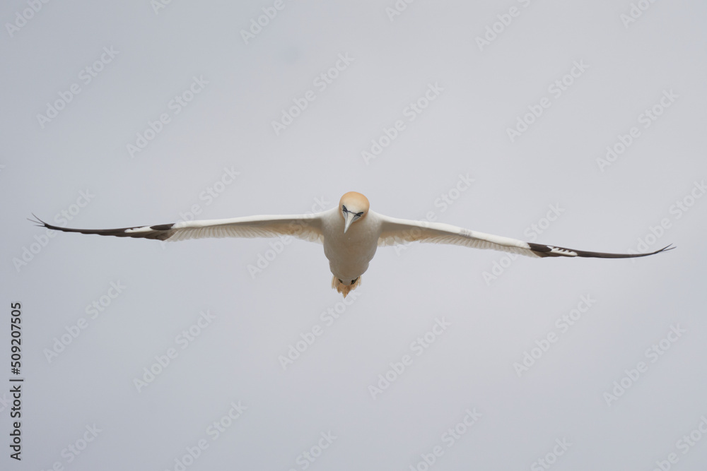 Gannet (Morus bassanus) coming in to land at a gannet colony on Great Saltee Island off the coast of Ireland. Gannet (Morus bassanus) coming in to land at a gannet colony on Great Saltee Island off the coast of Ireland.