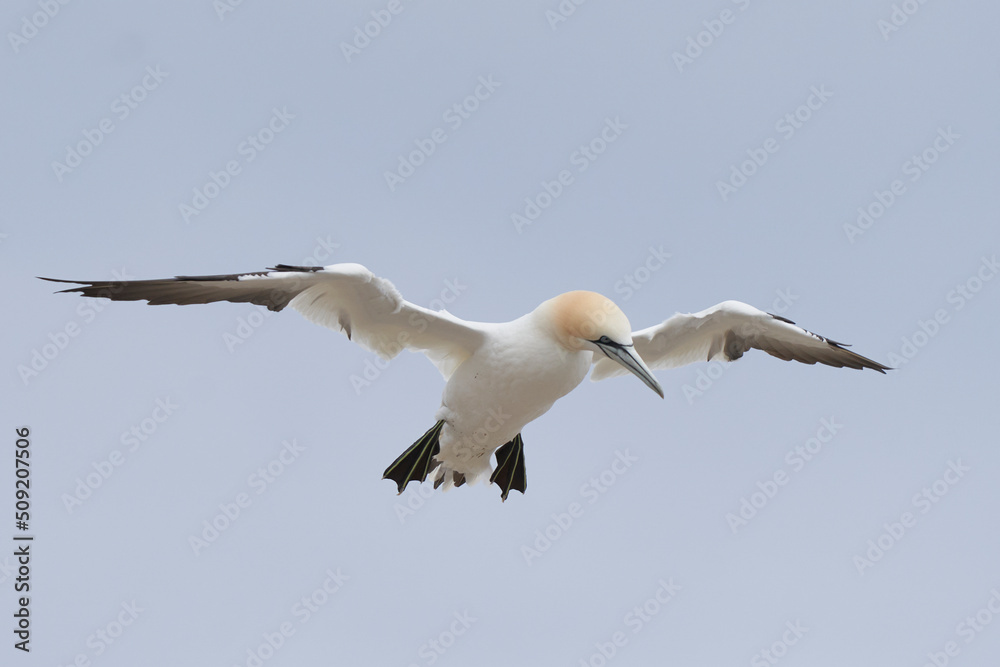 Fototapeta premium Gannet (Morus bassanus) coming in to land at a gannet colony on Great Saltee Island off the coast of Ireland.