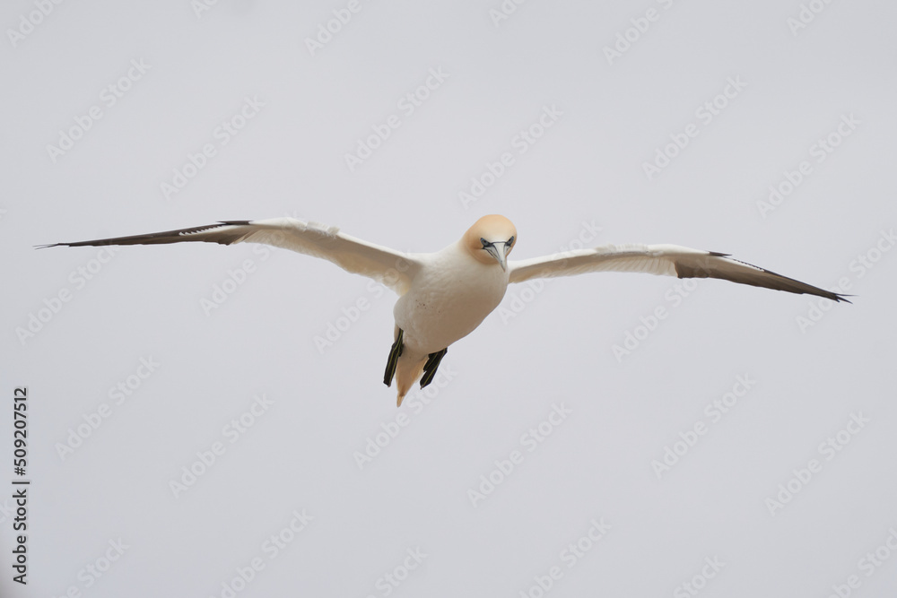 Gannet (Morus bassanus) coming in to land at a gannet colony on Great Saltee Island off the coast of Ireland. Gannet (Morus bassanus) coming in to land at a gannet colony on Great Saltee Island off the coast of Ireland.