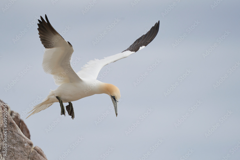 Gannet (Morus bassanus) coming in to land at a gannet colony on Great Saltee Island off the coast of Ireland. Gannet (Morus bassanus) coming in to land at a gannet colony on Great Saltee Island off the coast of Ireland.