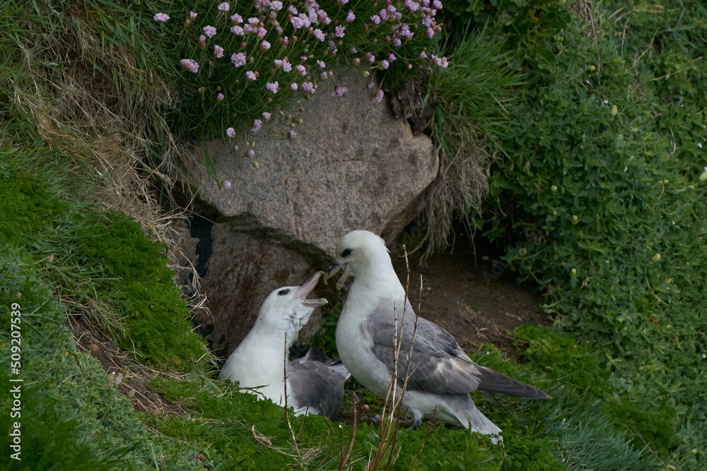 Fulmar (Fulmarus glacialis) nesting on a cliff of Great Saltee Island off the coast of Ireland. Fulmar (Fulmarus glacialis) nesting on a cliff of Great Saltee Island off the coast of Ireland.