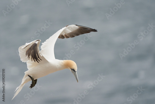 Foto Gannet (Morus bassanus) coming in to land at a gannet colony on Great Saltee Island off the coast of Ireland