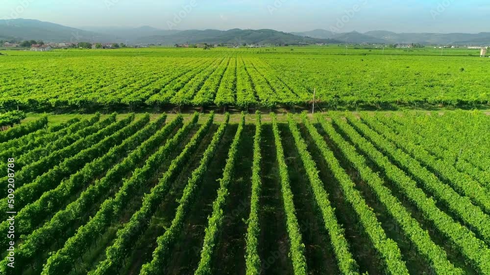 Rows of vineyards in Italy. Aerial view of the Italian vineyard plantations Rows of Italian vineyards. Rows of vineyards in Italy. Aerial view of the Italian vineyard plantations Rows of Italian vineyards.