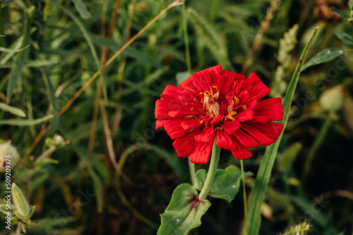 Bright red flower in the green grass in the garden. Zinnia in the garden. View from above