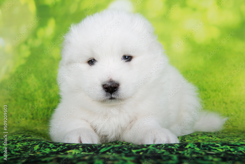 White fluffy small Samoyed puppy dog is sitting on green summer or spring background
