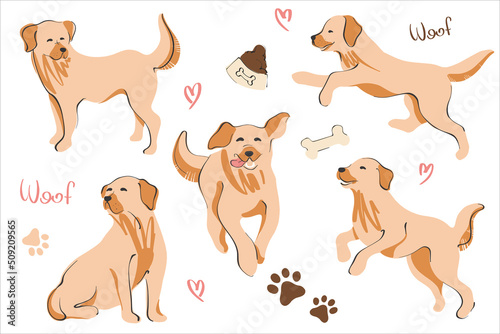 Dogs labrador and retriever in different poses. Set for adult gold and puppies. Set with elements of bowls and bones. Vector illustration in a flat style.