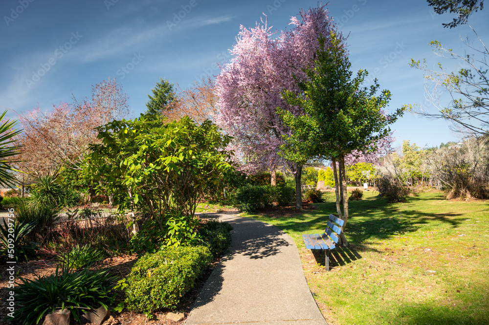 Fototapeta premium City of Brookings, Oregon. Azalea Park in spring.