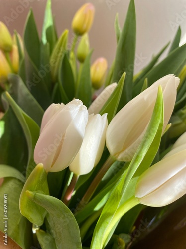 tulipanes blancas 