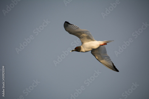 Swallow-tailed gull, (Creagrus furcatus) in flight. photo