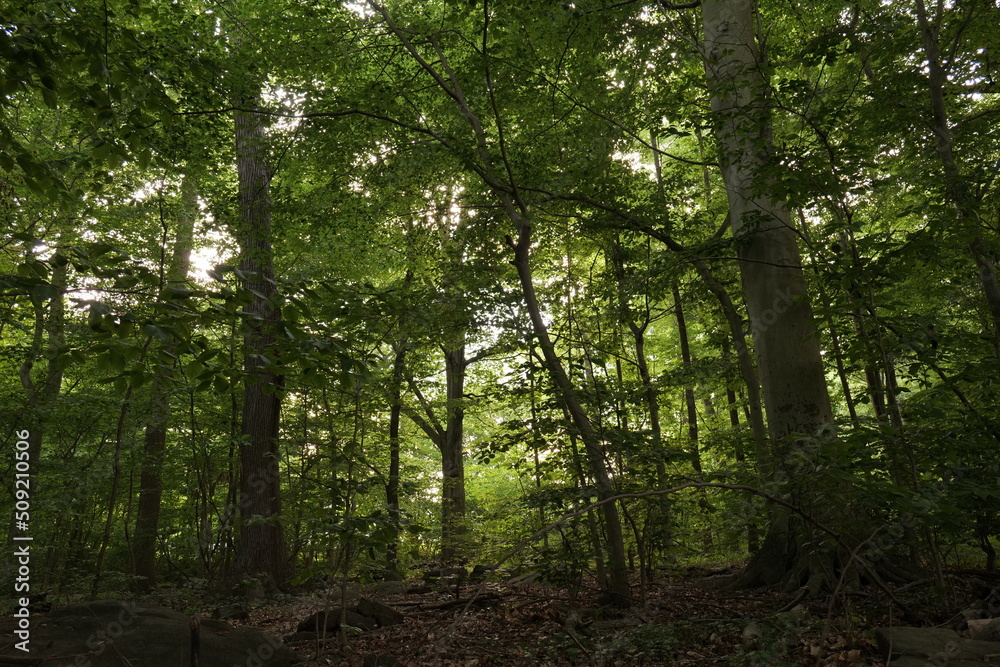 Forest landscape in North America. Wilmington (Delaware, USA). Forest landscape in North America. Wilmington (Delaware, USA).