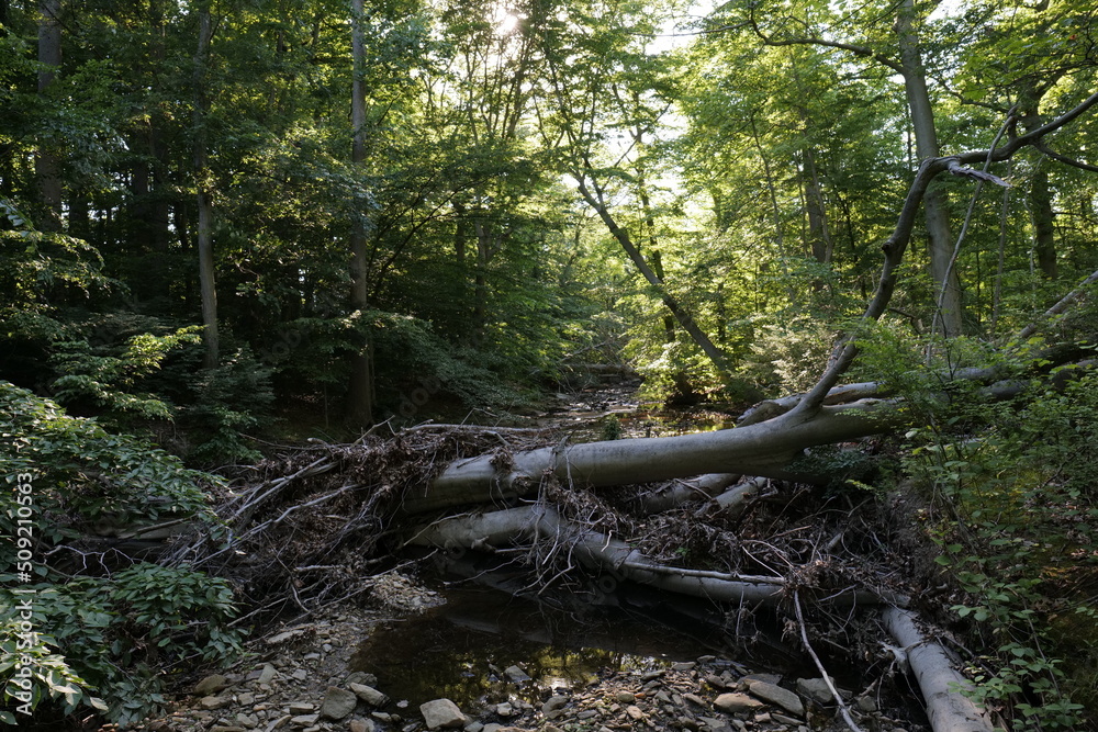 Small forest stream in North America. Wilmington (Delaware, USA). Small forest stream in North America. Wilmington (Delaware, USA).
