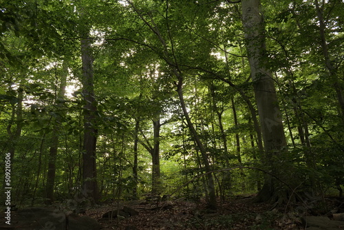 Forest landscape in North America. Wilmington (Delaware, USA). 