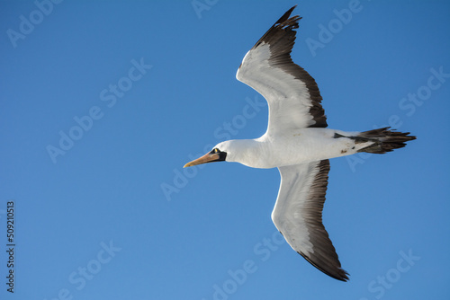 Masked booby or blue-faced booby  Sula dactylatra  in flight