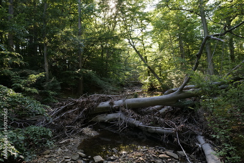 Small forest stream in North America. Wilmington  Delaware  USA .