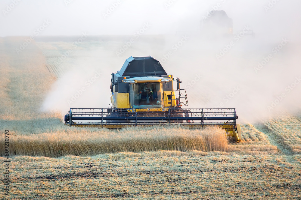 Fototapeta premium combine harvester harvests wheat in the field. agronomy and grain industry
